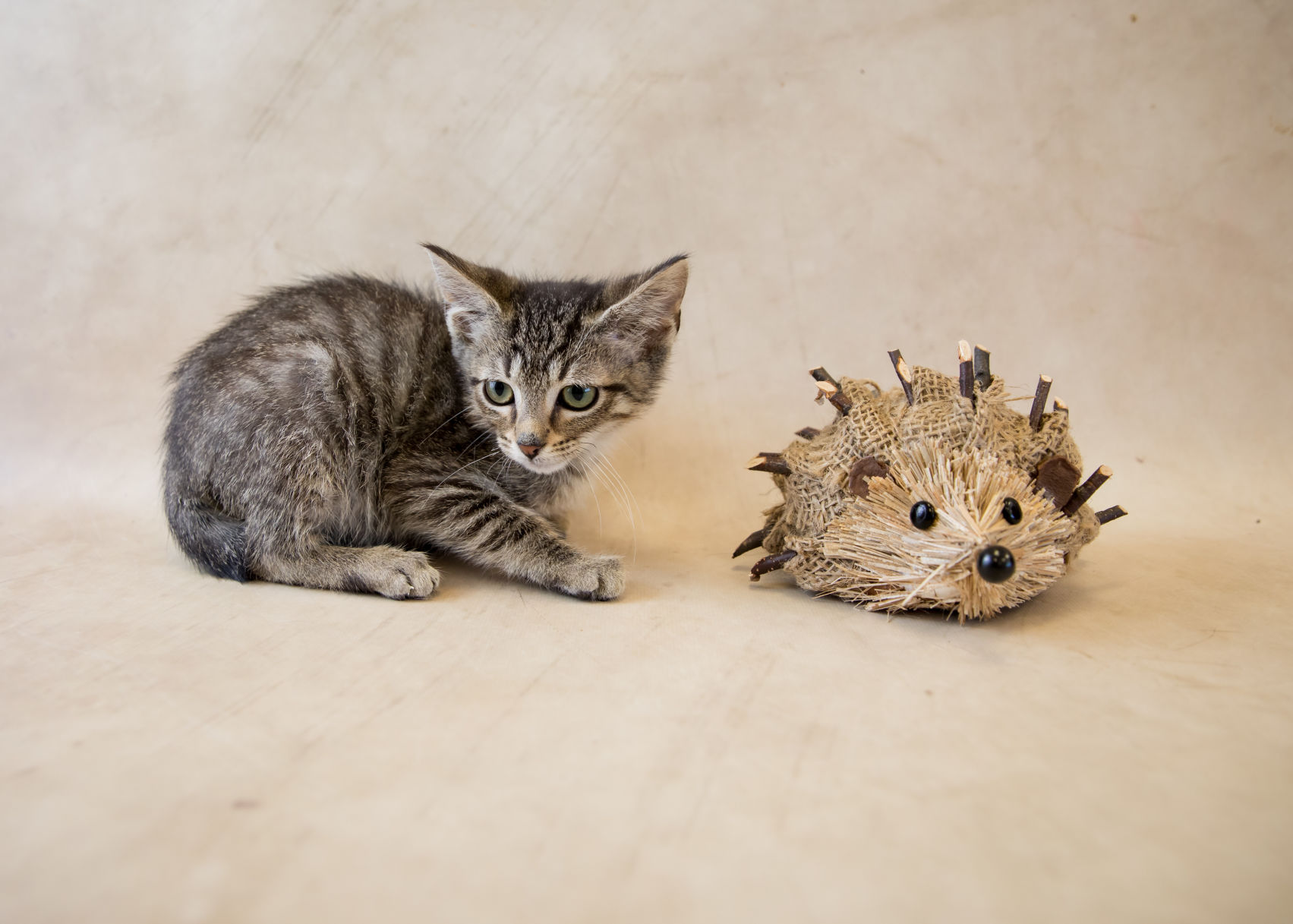 Pinecone
